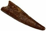 Fossil Pterosaur (Siroccopteryx) Tooth - Morocco #299801-1